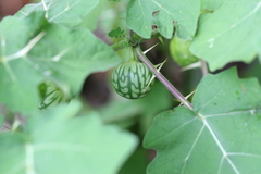 Solanum melongena var. insanum